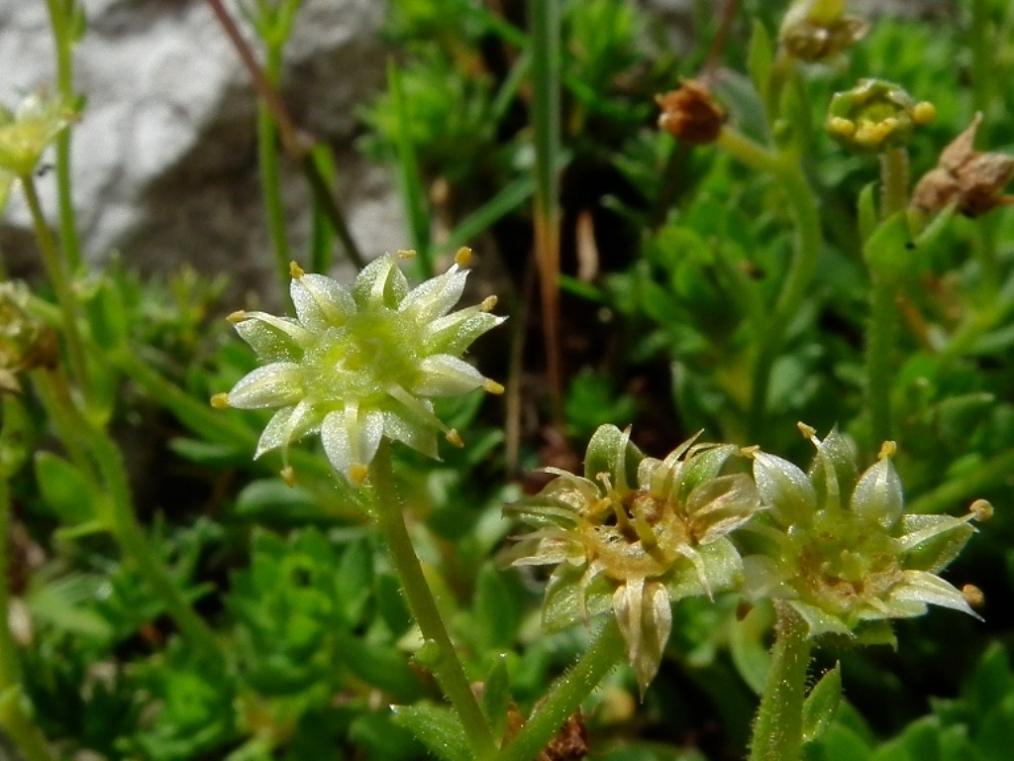 Saxifraga sedoides / Sassifraga setolosa